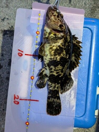 オウゴンムラソイの釣果