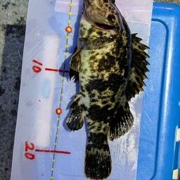 オウゴンムラソイ