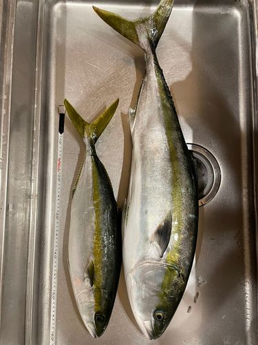 ヒラマサの釣果