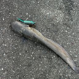 マナマズ