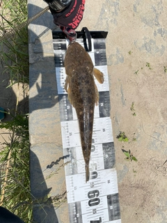 マゴチの釣果