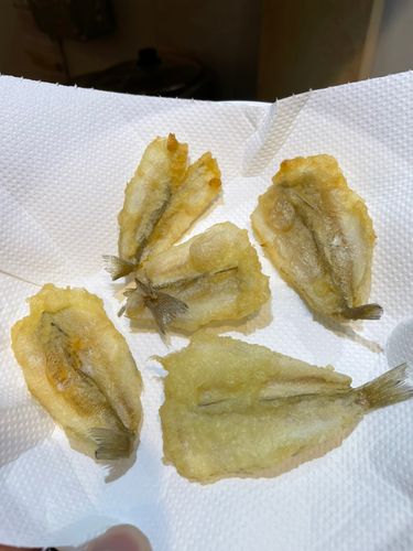 キスの釣果