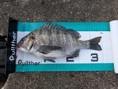 クロダイの釣果