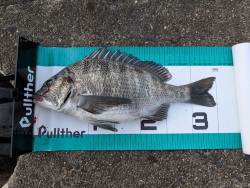 クロダイの釣果