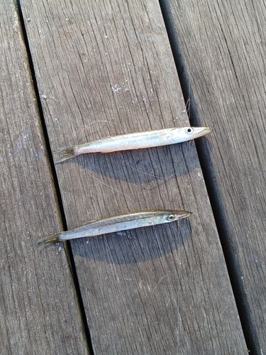 カマスの釣果