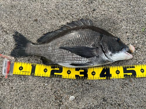 クロダイの釣果