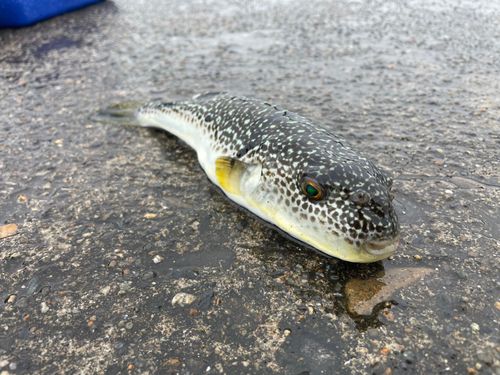 クサフグの釣果