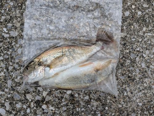 イシモチの釣果