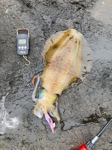 アオリイカの釣果