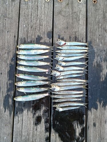ウルメイワシの釣果