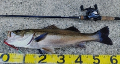 シーバスの釣果
