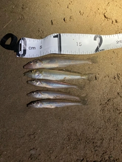 シロギスの釣果