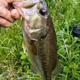 ラージマウスバス