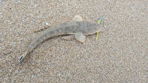 マゴチの釣果