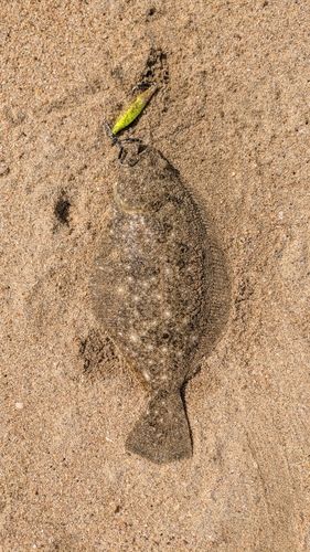 ソゲの釣果