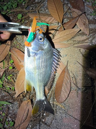 キビレの釣果