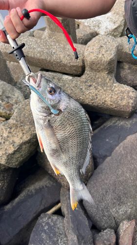 キビレの釣果
