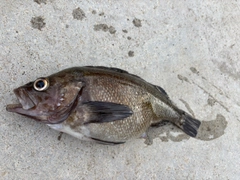 エゾメバルの釣果