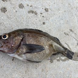 エゾメバル