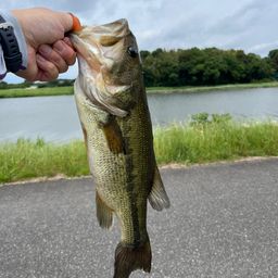 ラージマウスバス