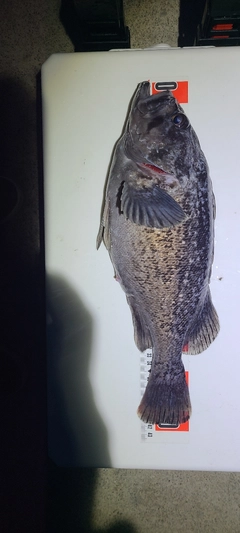 クロソイの釣果