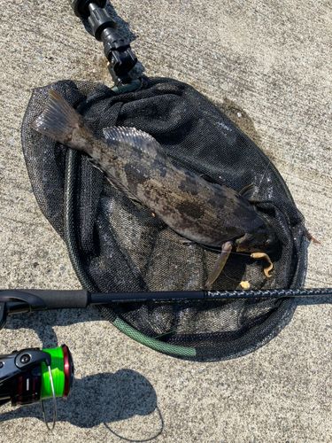 アイナメの釣果