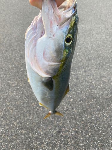 イナダの釣果