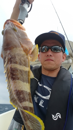 アオハタの釣果