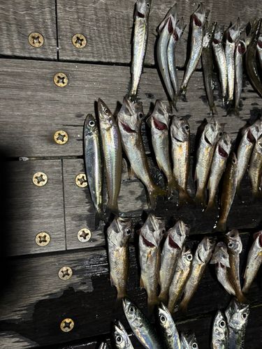 ムツの釣果