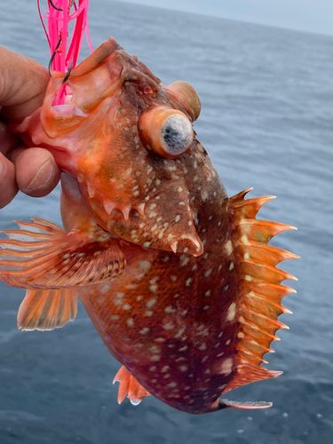 ウッカリカサゴの釣果