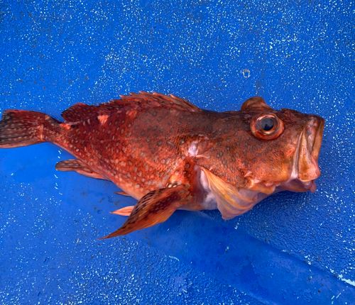 ウッカリカサゴの釣果