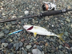 ワカシの釣果