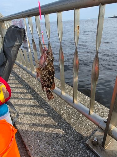 カサゴの釣果