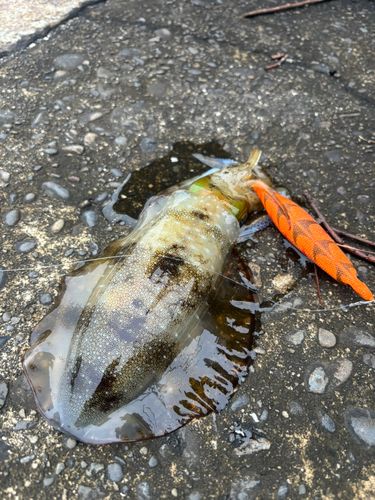 アオリイカの釣果
