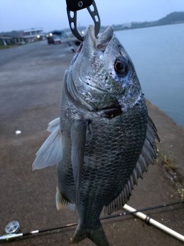 キビレの釣果