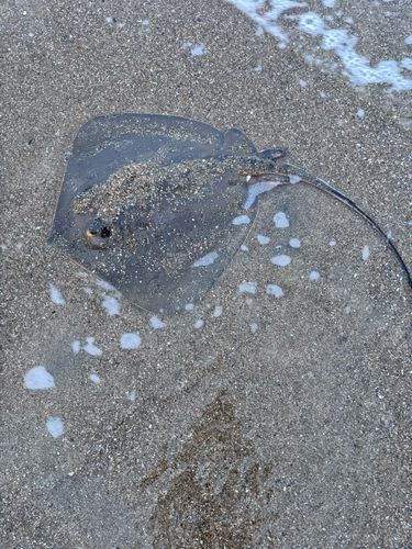アカエイの釣果