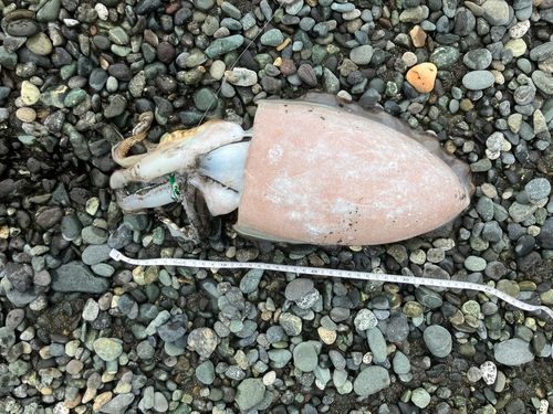 コウイカの釣果