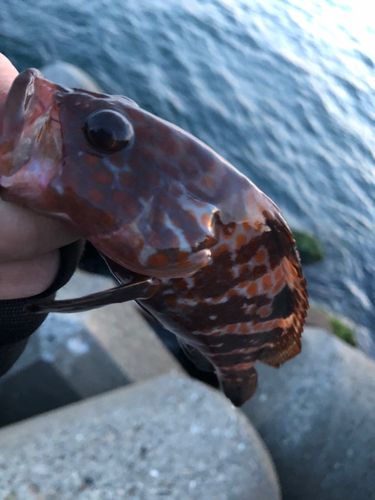 キジハタの釣果