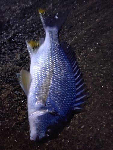 キビレの釣果
