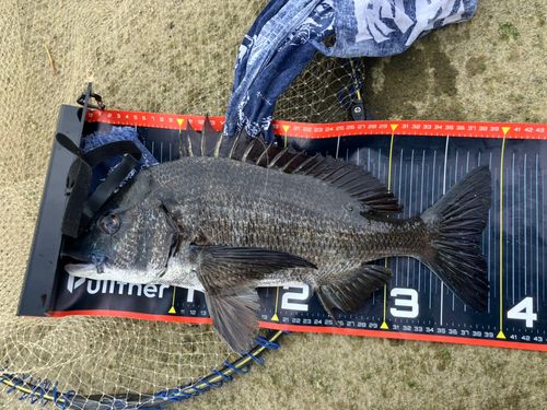 チヌの釣果