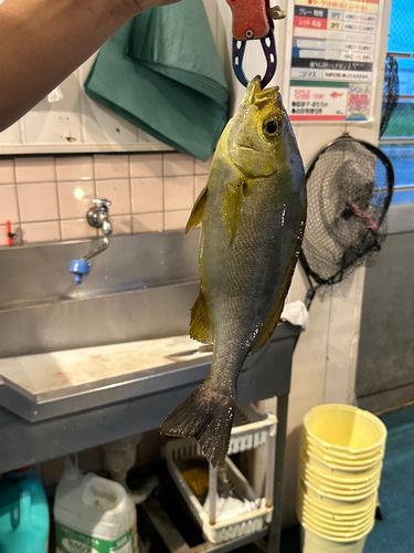 イサキの釣果