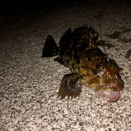 カサゴ
