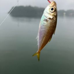 アジ