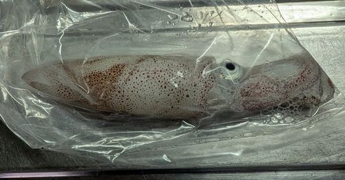 マメイカの釣果