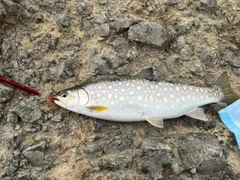 アメマスの釣果
