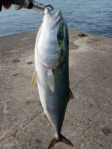 フクラギの釣果