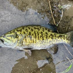 スモールマウスバス