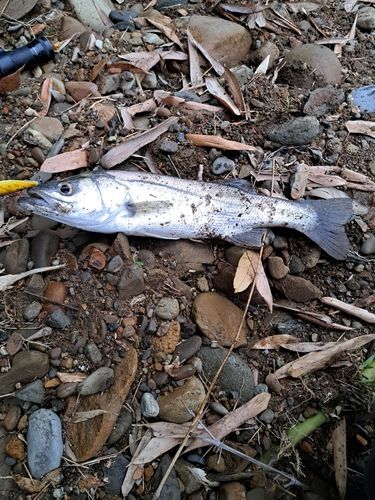セイゴ（マルスズキ）の釣果