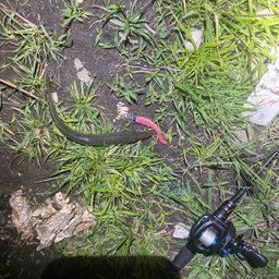 カマス