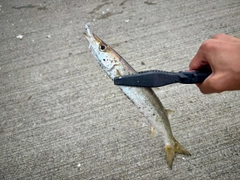 カマスの釣果